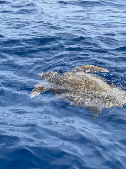 Politicult: Γιατί η απλότητα είναι η νέα χλιδή;-2