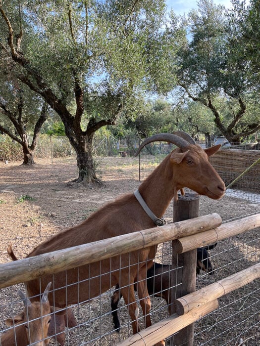 Politicult: Γιατί η απλότητα είναι η νέα χλιδή;-4