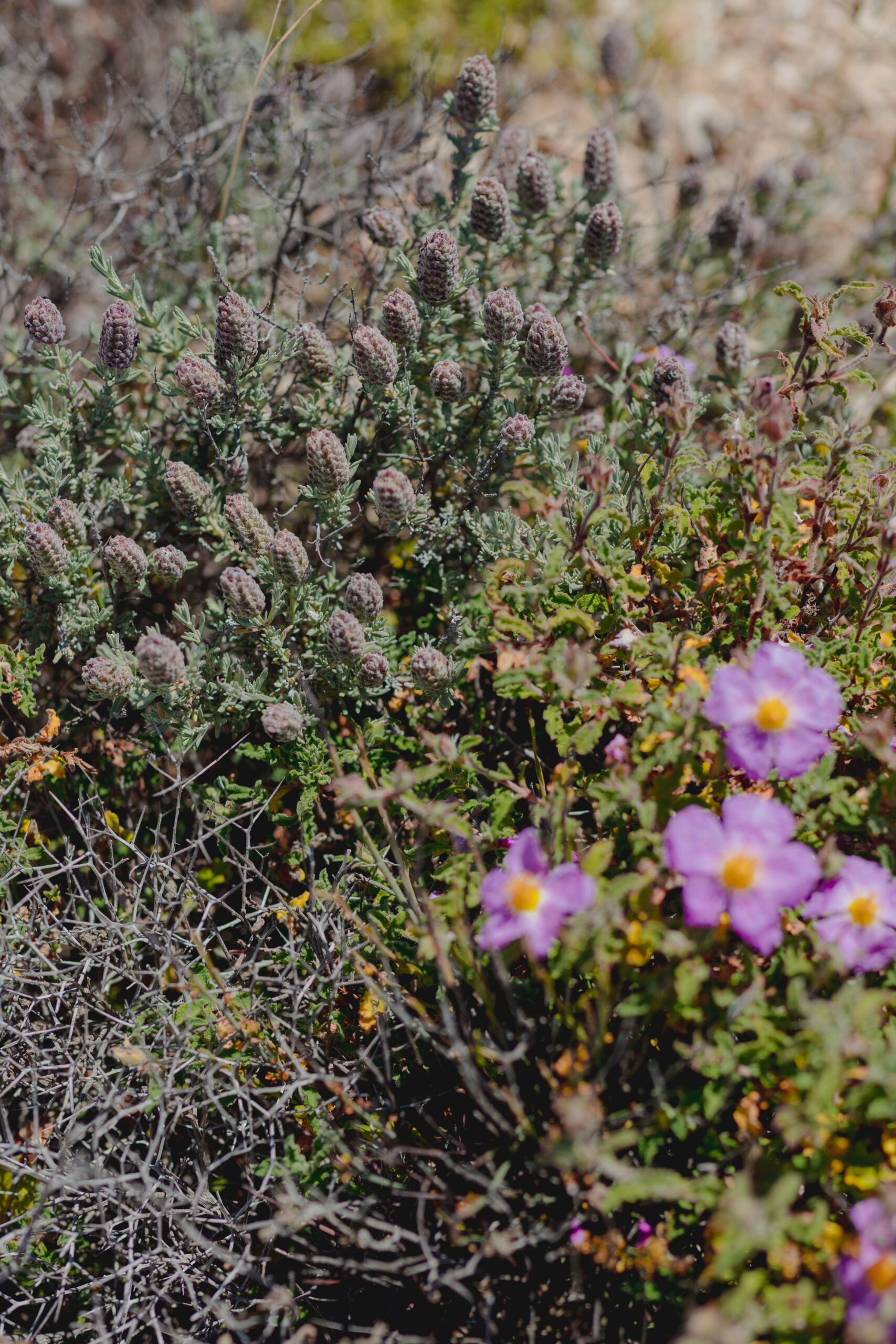 Η APIVITA έστειλε ένα δυνατό μήνυμα για τη διάσωση των μελισσών από τη Σέριφο-2