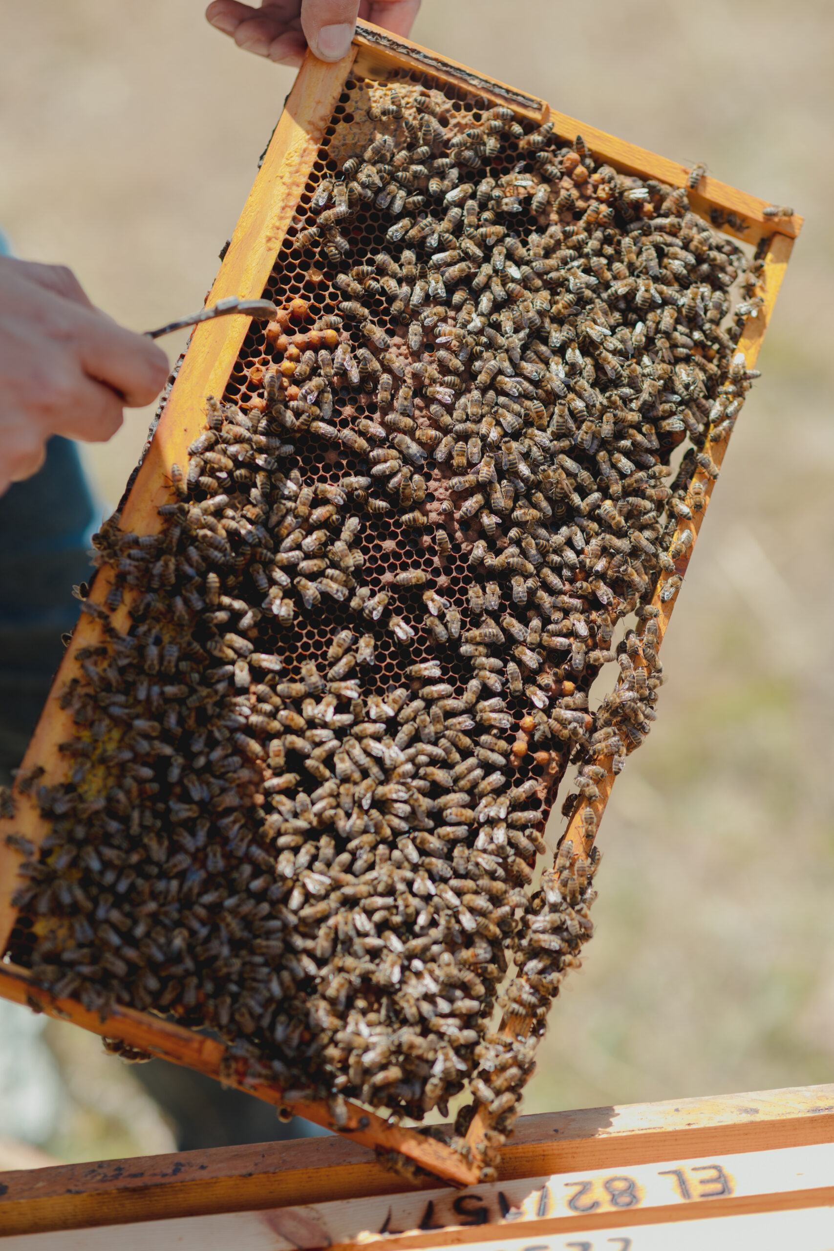 Η APIVITA έστειλε ένα δυνατό μήνυμα για τη διάσωση των μελισσών από τη Σέριφο-3
