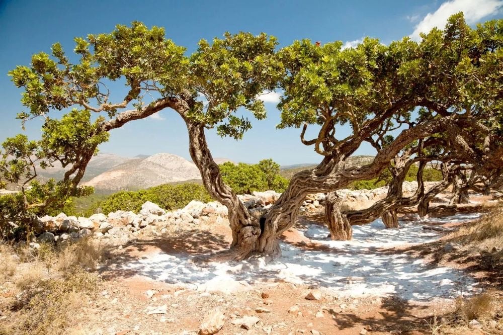Royal Pearl Island Chios Hotel & Spa: Ανακαλύψτε την ανεπιτήδευτα όμορφη Χίο-4