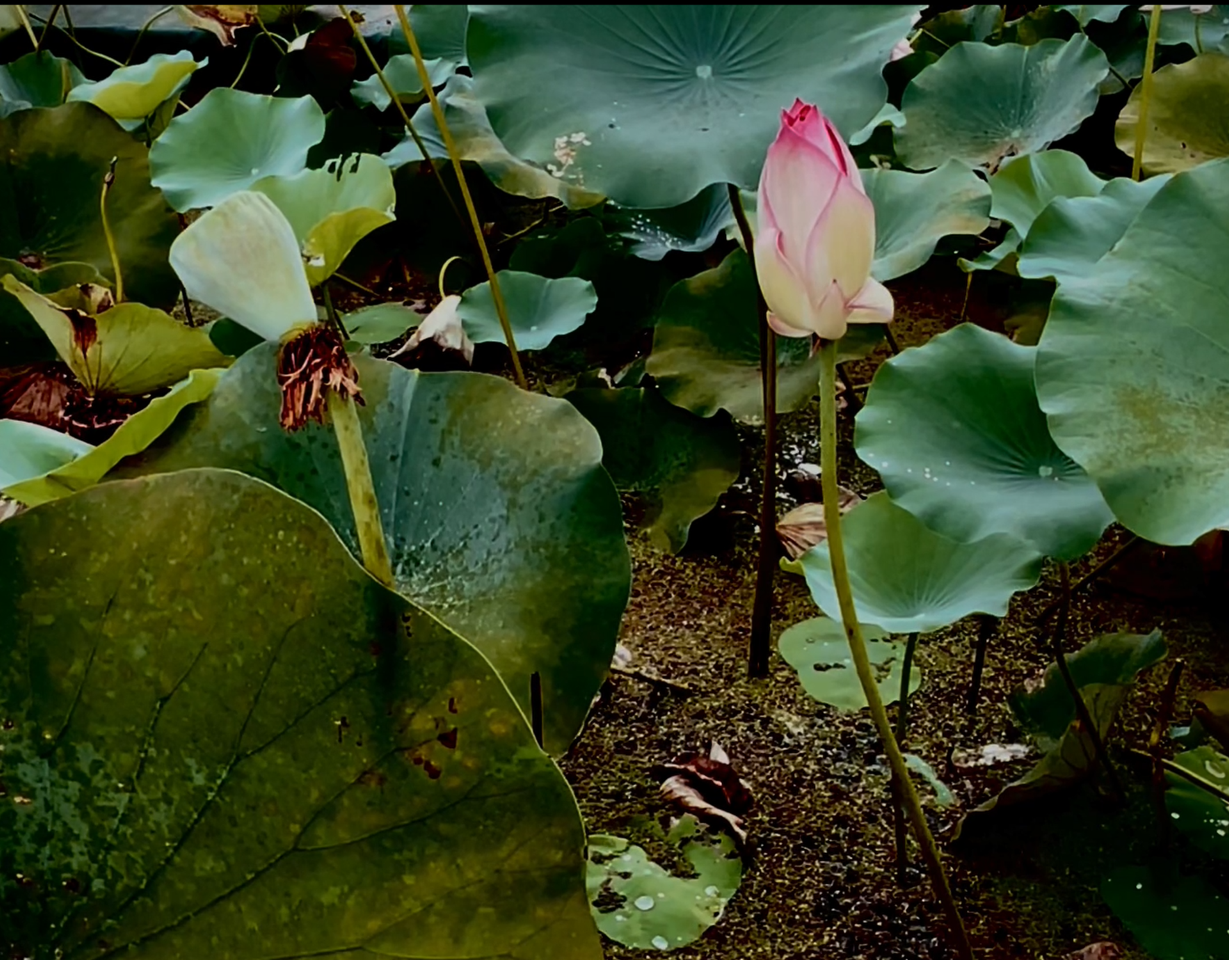 Όταν η σημασία του νερού γίνεται τέχνη-2