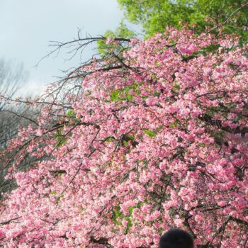 hanami-η-ιαπωνική-τεχνική-που-μας-καλεί-να-β-398770